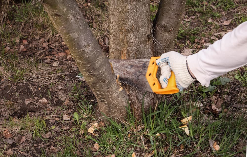 Landscaping specialists near me