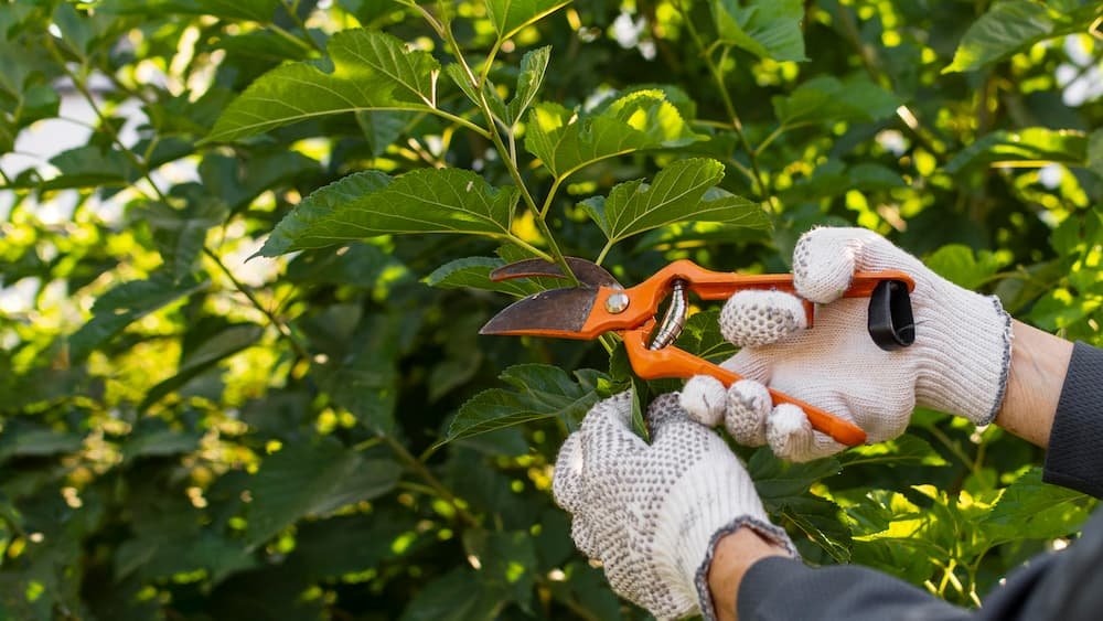 Landscaping specialists near me