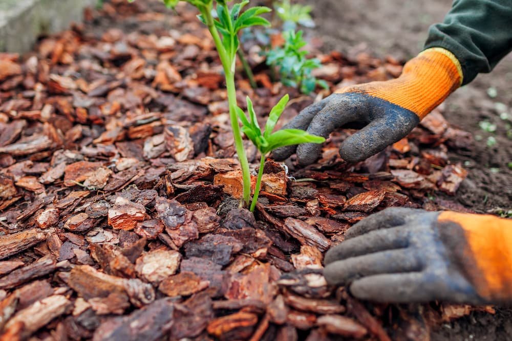 Landscaping specialists near me